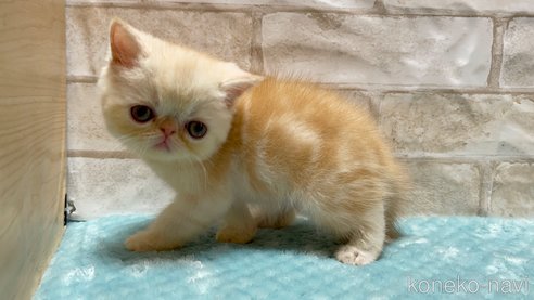 成約済の愛知県のエキゾチックショートヘア-92436の2枚目