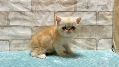 成約済の愛知県のエキゾチックショートヘア-92436の4枚目