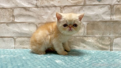 成約済の愛知県のエキゾチックショートヘア-92436の5枚目