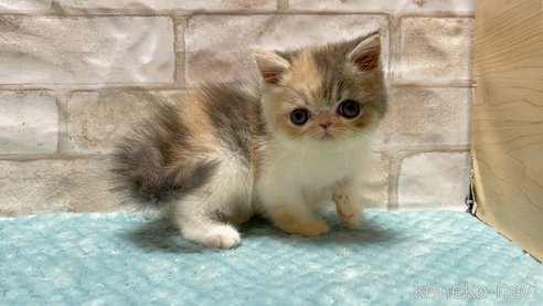 成約済の愛知県のエキゾチックショートヘア-91237の1枚目