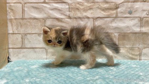 成約済の愛知県のエキゾチックショートヘア-91237の5枚目