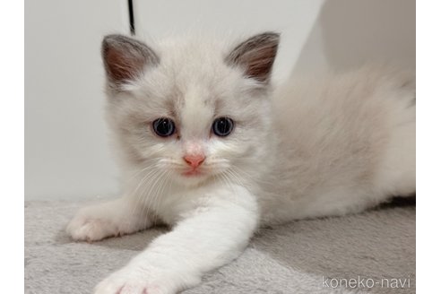 成約済の東京都のラグドール-91521の1枚目