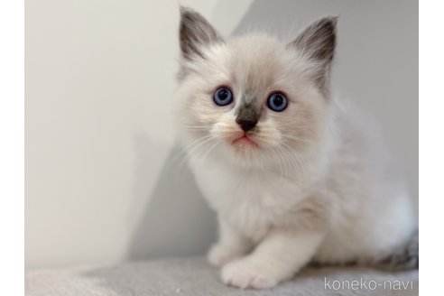 成約済の東京都のラグドール-91519の1枚目