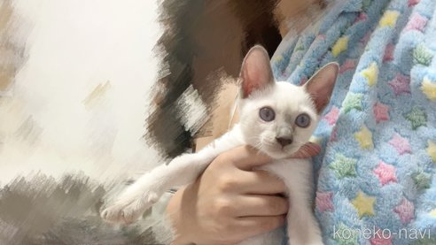 成約済の群馬県のトンキニーズ-88082の7枚目