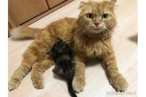 桃ちゃん1枚目