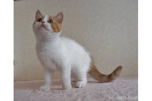 成約済の静岡県のブリティッシュショートヘア-85400の1枚目