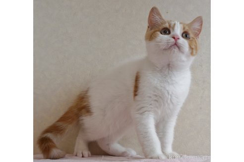 成約済の静岡県のブリティッシュショートヘア-85400の4枚目
