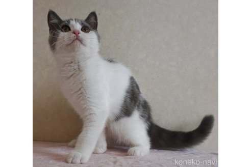 成約済の静岡県のブリティッシュショートヘア-85399の6枚目