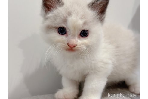 成約済の東京都のラグドール-91522の1枚目