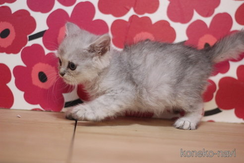 成約済の東京都のミヌエット-92981の3枚目