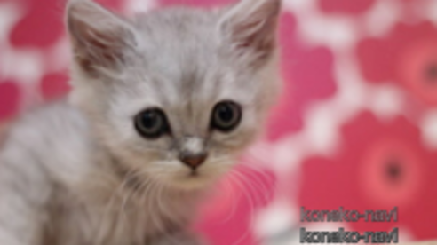 成約済の東京都のミヌエット-92981の2枚目