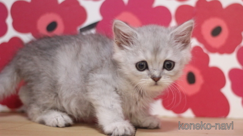 成約済の東京都のミヌエット-92981の1枚目