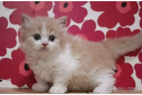 成約済の東京都のマンチカン-92983の3枚目