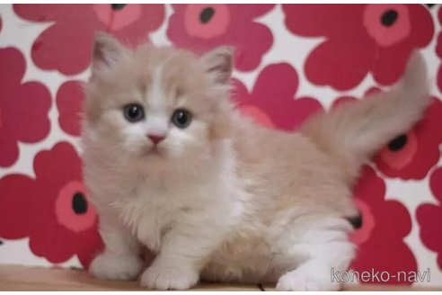 成約済の東京都のマンチカン-92983の4枚目