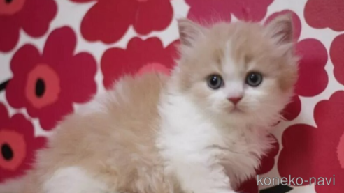 成約済の東京都のマンチカン-92983の1枚目