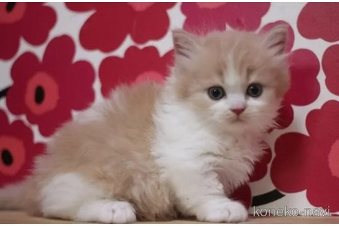 成約済の東京都のマンチカン-92983の2枚目