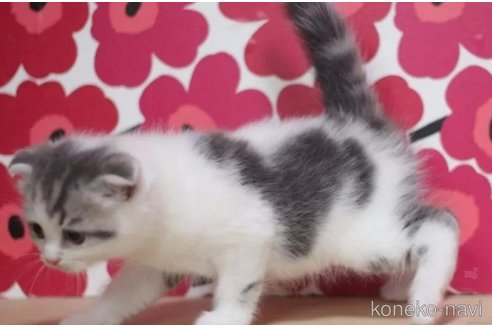 成約済の東京都のスコティッシュフォールド(折れ耳)-92984の2枚目