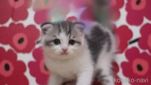 成約済の東京都のスコティッシュフォールド(折れ耳)-92984