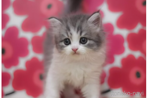 成約済の東京都のスコティッシュフォールド-92985の4枚目