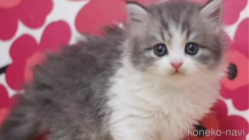 成約済の東京都のスコティッシュフォールド-92985