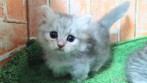 成約済の愛知県のマンチカン(短足)-93004の2枚目