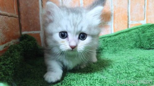 成約済の愛知県のマンチカン(短足)-93004の3枚目