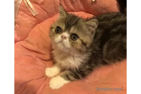 成約済の京都府のエキゾチックショートヘア-93026の1枚目