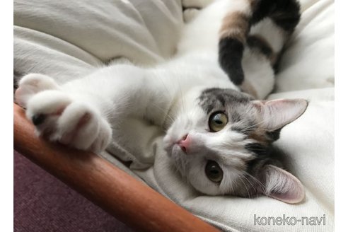 ののスコティッシュストレート-