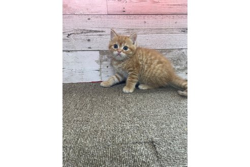 成約済の兵庫県のマンチカン-93055の2枚目