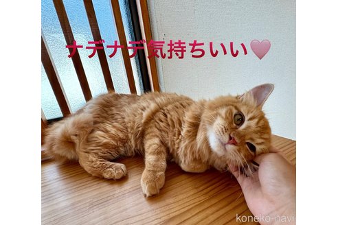 千葉県のサイベリアン｜男の子・2024/02/22生まれ・元気いっぱい！最高な手触りなトリプルコートです（子猫ID：76532）｜子猫ブリーダーナビ