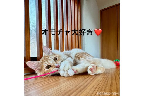 成約済の千葉県のサイベリアン-76553の3枚目