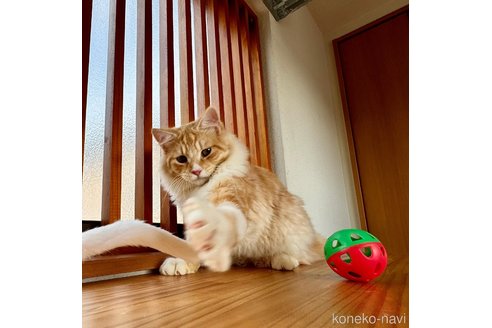 成約済の千葉県のサイベリアン-76553の2枚目