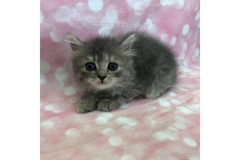 成約済の愛知県のスコティッシュフォールド-93058の1枚目