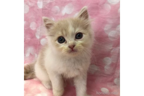 成約済の愛知県のスコティッシュフォールド-93059の1枚目