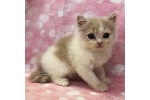 成約済の愛知県のスコティッシュフォールド-93059の5枚目