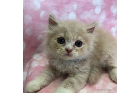 成約済の愛知県のスコティッシュフォールド-93060の2枚目