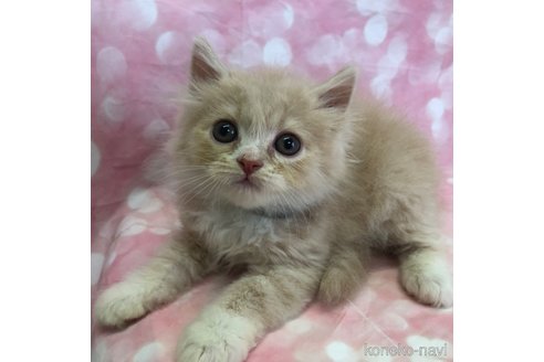 成約済の愛知県のスコティッシュフォールド-93060の1枚目