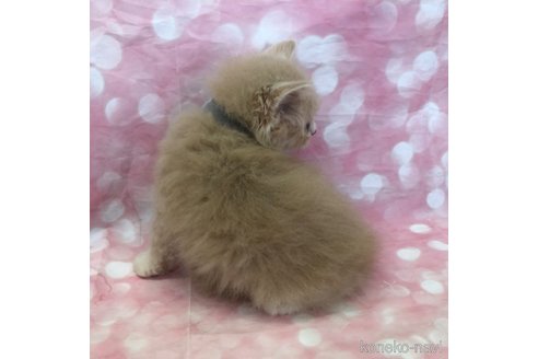 成約済の愛知県のスコティッシュフォールド-93060の3枚目
