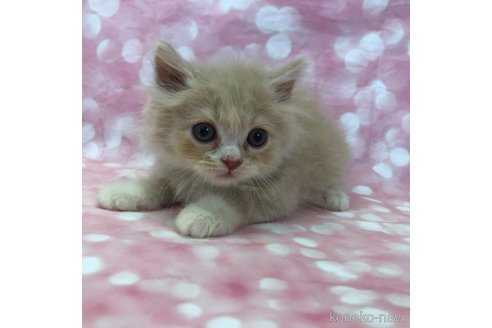 成約済の愛知県のスコティッシュフォールド-93060の4枚目
