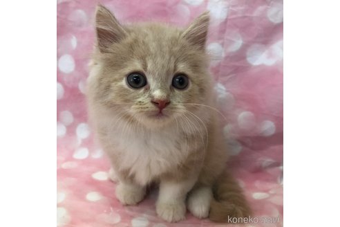 成約済の愛知県のスコティッシュフォールド-93061の8枚目