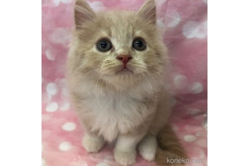 成約済の愛知県のスコティッシュフォールド-93061の10枚目