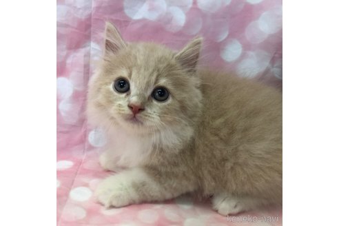 成約済の愛知県のスコティッシュフォールド-93061の11枚目
