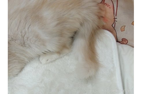 成約済の大阪府のマンチカン-85902の2枚目