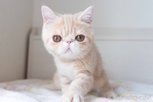 成約済の東京都のエキゾチックショートヘア-88726の5枚目