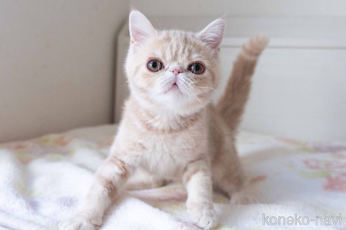 成約済の東京都のエキゾチックショートヘア-88726の2枚目