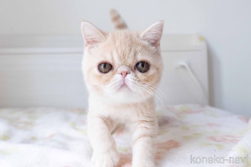 成約済の東京都のエキゾチックショートヘア-88725の4枚目