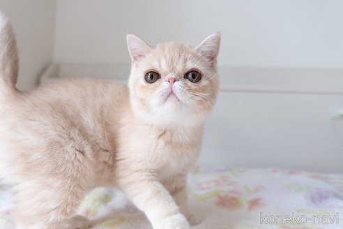 成約済の東京都のエキゾチックショートヘア-88725の2枚目