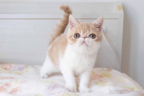 成約済の東京都のエキゾチックショートヘア-89318の4枚目