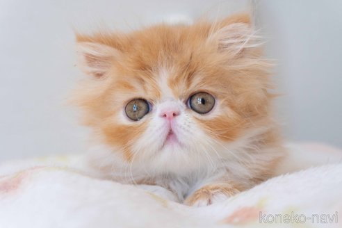 成約済の東京都のエキゾチックロングヘア-90835の6枚目
