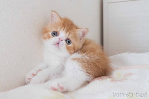 成約済の東京都のエキゾチックショートヘア-93084の34枚目